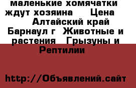 маленькие хомячатки) ждут хозяина ) › Цена ­ 30 - Алтайский край, Барнаул г. Животные и растения » Грызуны и Рептилии   